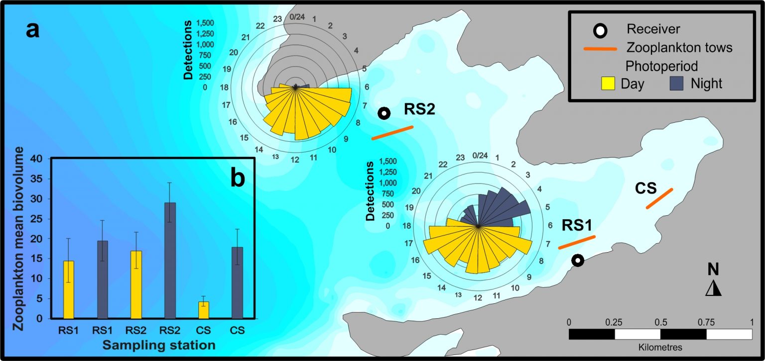 Mobulus Migration MOBULA ECOLOGY - Mobula Conservation